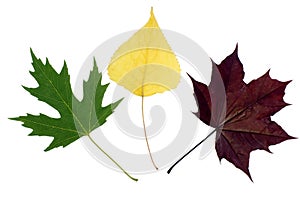 Colour leafs on white background