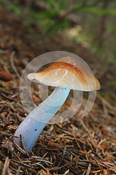 Colour mushroom in needles