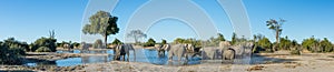 A colour, panorama image of a herd of elephants, Loxodonta africana, bathing and drinking at a dwindling waterhole in Savute, Bot