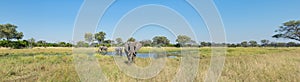A colour panorama photograph of three elephants, Loxodonta africana, at a waterhole in a vast grassy clearing in the Okavango Del