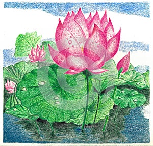 A colour pencil work of a Lotus flower in a pond photo