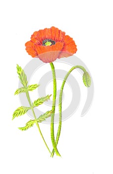Colour pencils drawing of poppy flower. Botanical illustration.