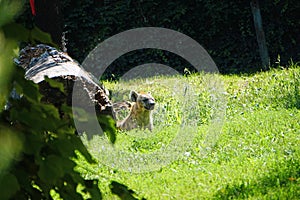 Colour photograph of a single Hyena keeping a lookout isolated on grass.