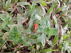 Colour reflects love Attractive Wild beatles making love.