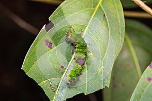 Colour Sergeant caterpillar