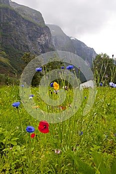 Colour wild flowers