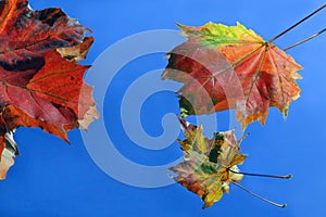 Coloured autumn sheets