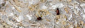 Coloured beatles, little insects on leaf and rock