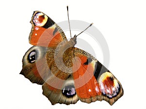 Coloured butterfly photo