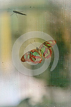 Coloured butterfly on a net