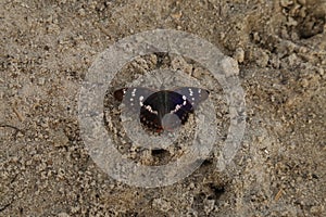 Coloured butterfly on the sand