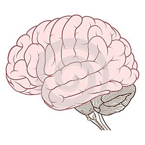 Coloured cerebrum of human brain anatomy side view flat