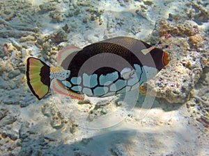 Coloured Clown triggerfish