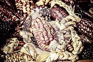 Coloured corn cobs in Peru