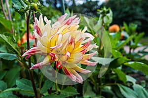 Coloured dahlias in the flowerbed bloom in summer.