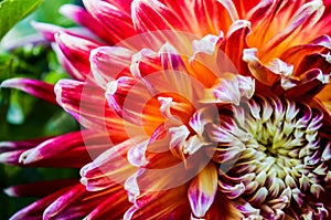 Coloured dahlias in the flowerbed bloom in summer.