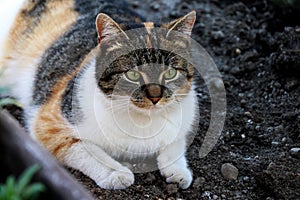 A coloured domestic cat, Felis silvestris catus, lying in clay in greenhouse. And looking on something. My best friend Liza.