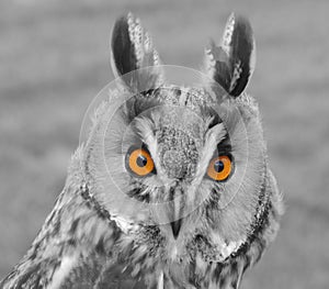 Coloured Eyed Owl