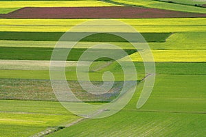 Coloured fields