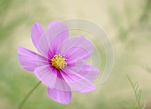 Coloured flower hope photo