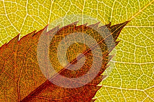 Coloured leaf textre