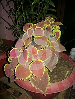 Coloured Plant implanted from Himachal. photo