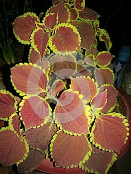 Coloured Leafs of Inhouse Plant