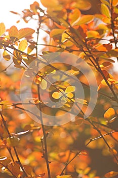 Coloured leaves on autumn shrubs and trees.