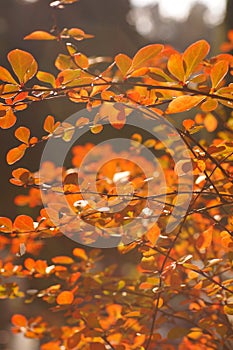 Coloured leaves on autumn shrubs and trees.