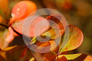 Coloured leaves on autumn shrubs and trees.