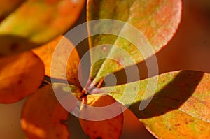 Coloured leaves on autumn shrubs and trees.