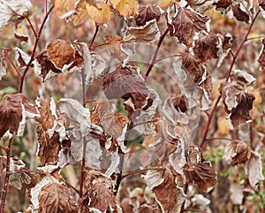 Coloured Leaves Of Burgundys  Oranges And Yellows  In Autumn