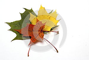Coloured maple leaf on white background/maple leaf