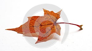 Coloured maple leaf on white background/maple leaf