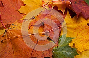 Coloured maple leaf on white background/maple leaf