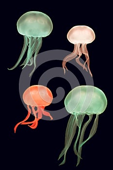 Coloured moon jellyfish & x28;Aurelia aurita& x29;