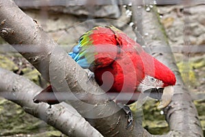 Coloured Parrot in a Cage