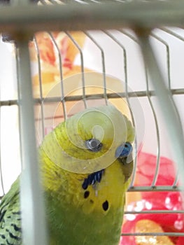 Coloured parrot Looking curious from the cage