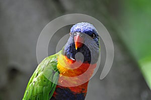 Coloured parrot