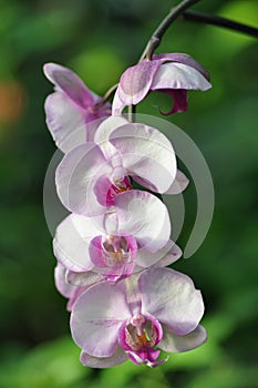 Coloured Phalaenopsis Orchid within Greenery