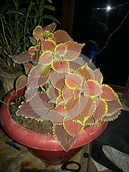 Coloured Plant implanted from Himachal.