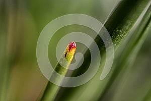 Coloured point of leaf in natural background