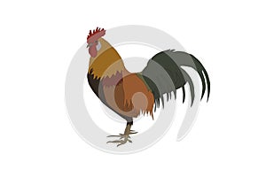 Coloured rooster