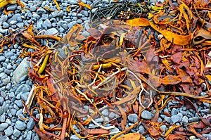 Coloured seaweed on stones