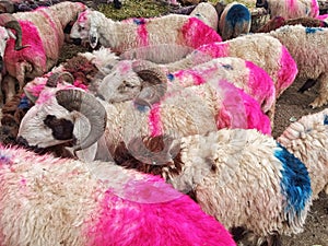 Coloured sheep in an animal market in Peshawar ahead Bakra Eid & x28;Eidul Adha& x29;