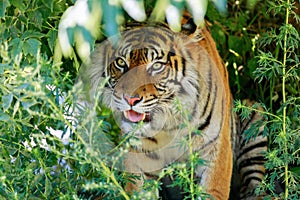 Coloured tiger portrait in a park