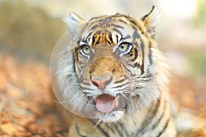 Coloured tiger portrait in a park