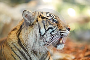 Coloured tiger portrait in a park