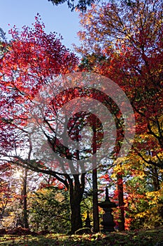 Coloured trees near a famous temple in Nikko Japan