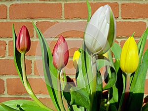 Coloured tulip heads against a red brick wall.